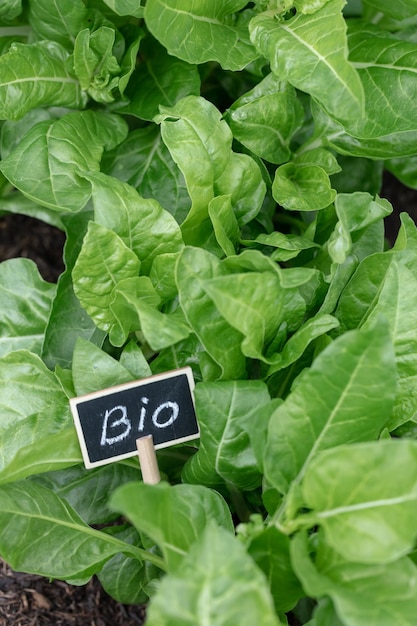 Organic salad growing in the vegetable garden at home