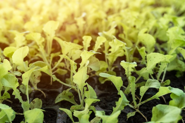 Organic seedling green oak in tray