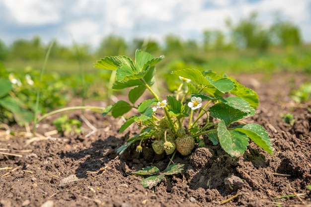 Organic strawberries on the farm grown without chemicals