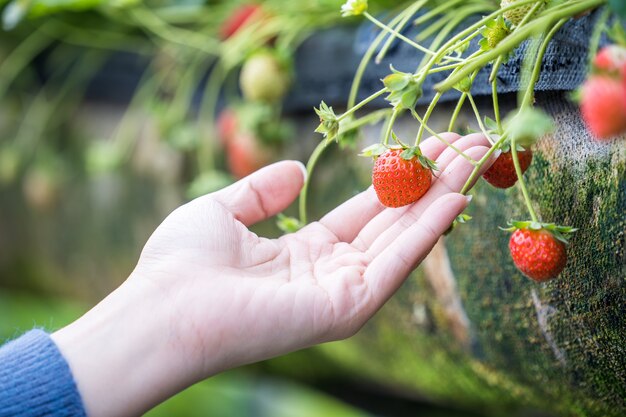 organic strawberries in the garden