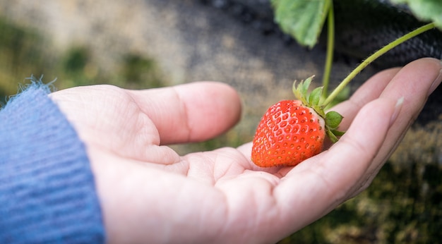 organic strawberries in the garden