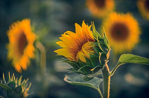 organic sunflowers on sustainable agriculture field