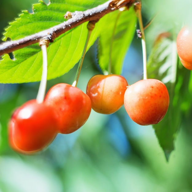 Organic sweet cherry ripening on cherry tree close up