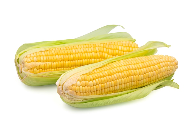 Organic sweet corn on white background