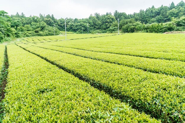 Organic tea garden view