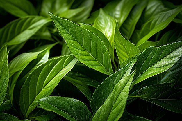 Organic Tea Leaves Close Up