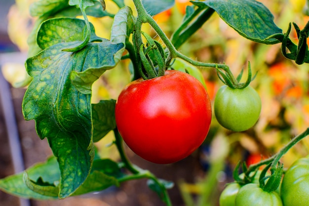 Organic tomato growing in vegetable garden