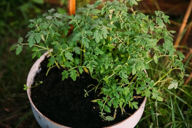 Coltivazione di pomodoro biologico in serra eco-agricoltura