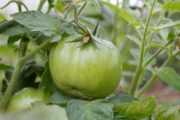 有機トマトの植物と果物、自然の背景に