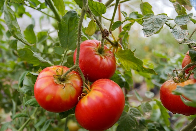 유기농 토마토 식물과 자연 배경에 과일