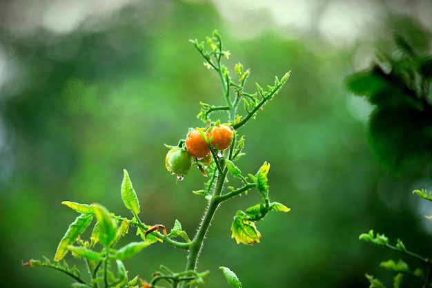 植物で育つ有機トマト植物
