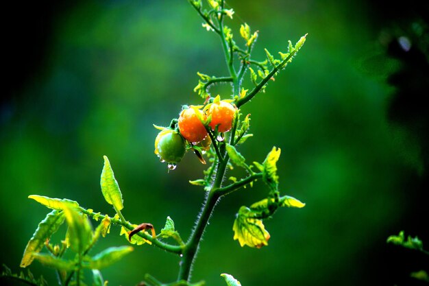 Organic tomato plant growing on the plant