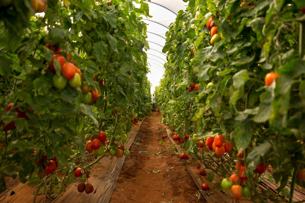 Foto piantagione di pomodori biologica in serra.