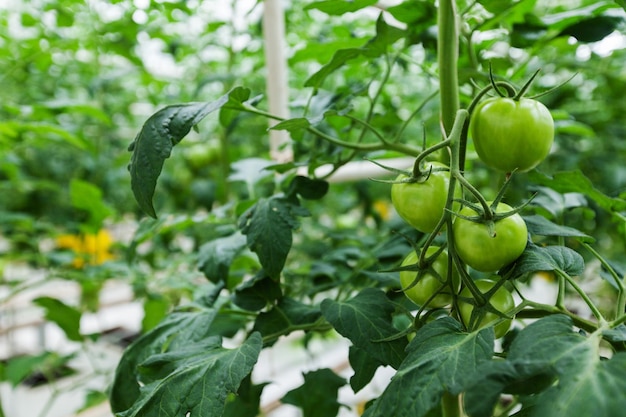 온실에 있는 유기농 토마토 묘목. 토마토 재배