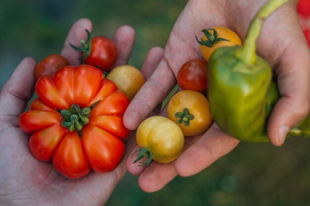 Photo organic tomato