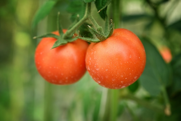 Photo organic tomatoes in garden ready to harvest.