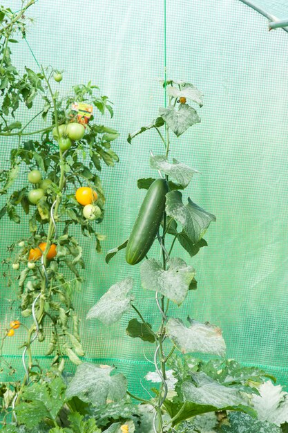 Photo organic tomatoes in a greenhouse