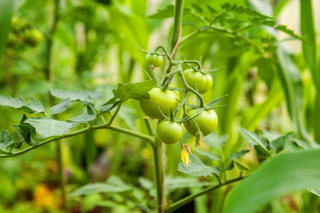 Organic tomatoes growing in greenhouse