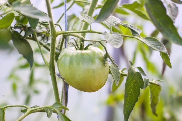 온실에서 자란 유기농 토마토