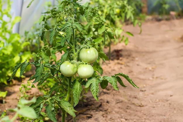 Organic tomatoes grown in a greenhouse