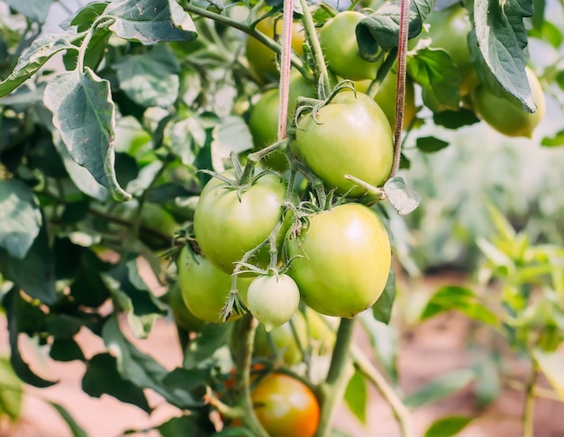 Organic tomatoes grown in a greenhouse