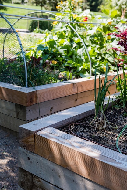 Photo organic urban garden in full growth at the end of the summer.