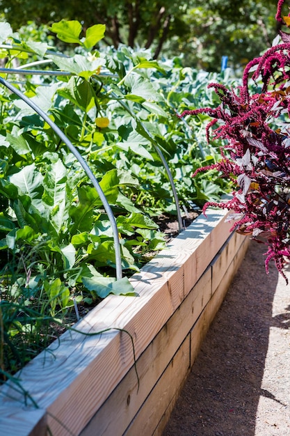 Organic urban garden in full growth at the end of the summer.