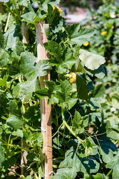 Organic urban garden in full growth at the end of the summer.