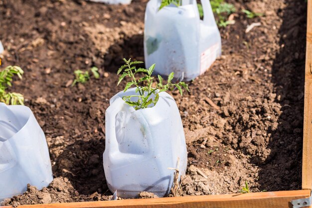 Organic vegetable community garden in early Summer.