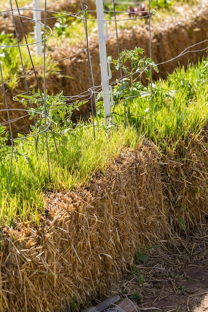 Organic vegetable community garden in early Summer.