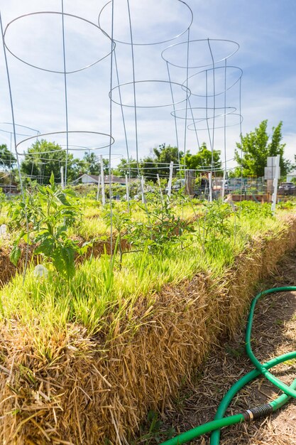 Organic vegetable community garden in early Summer.