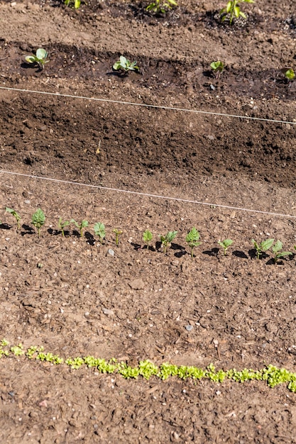 Organic vegetable community garden in early Summer.