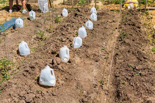 Organic vegetable community garden in early Summer.