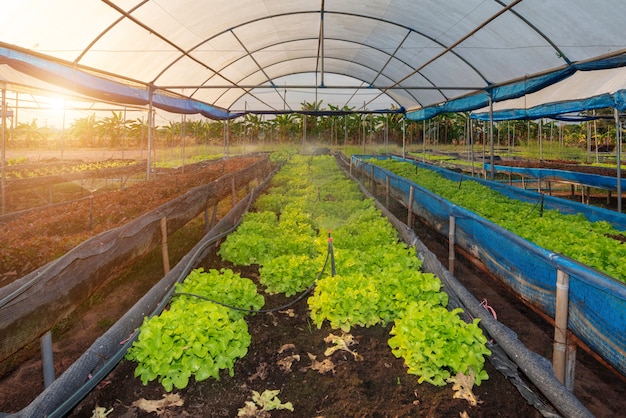 Organic vegetable farm