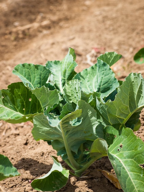 Organic vegetable garden on the far.