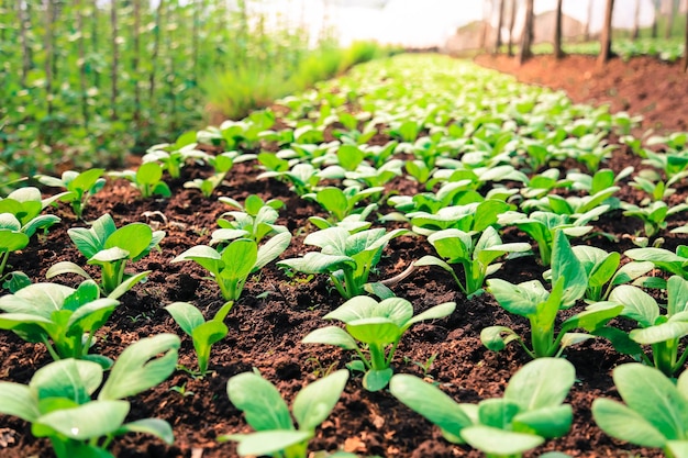 Photo organic vegetable garden