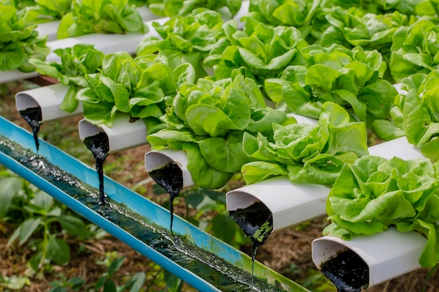 Organic vegetables in the farm