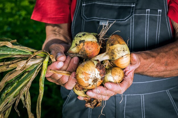 Verdure biologiche. cipolle biologiche fresche nelle mani degli agricoltori.