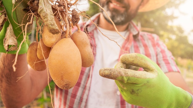 Organic vegetables Fresh potatoes in the hands of male farmer Cheerful man