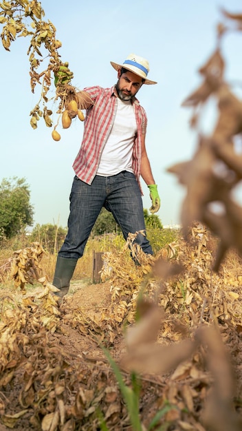 Organic vegetables Fresh potatoes in the hands of male farmer Cheerful man