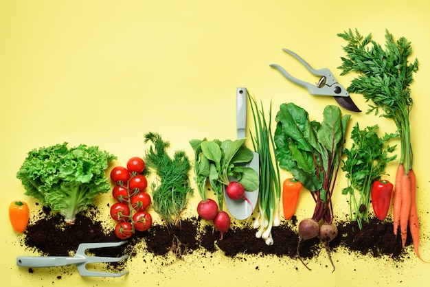 Органические овощи и садовые инструменты. Вид сверху морковь, свекла, перец, редис, укроп, петрушка, помидор, салат.