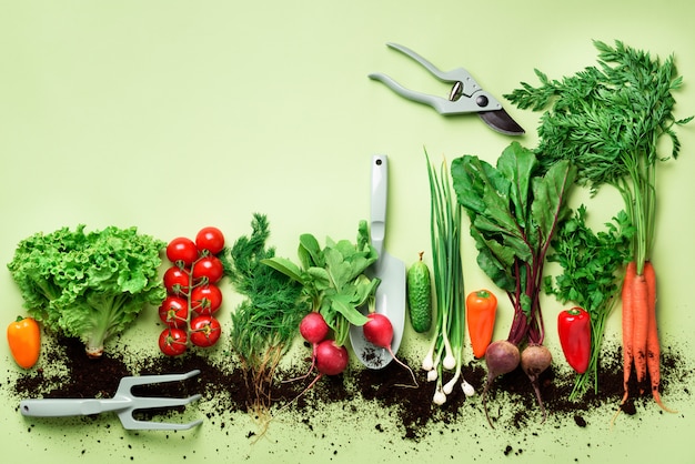 Organic vegetables on green background
