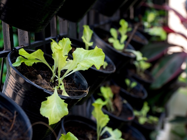 Organic vegetables grown on the edge of the house. Self-made vegetables ensure no toxins