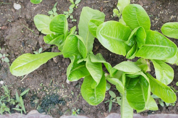 Organic vegetables, Healthy food in my garden