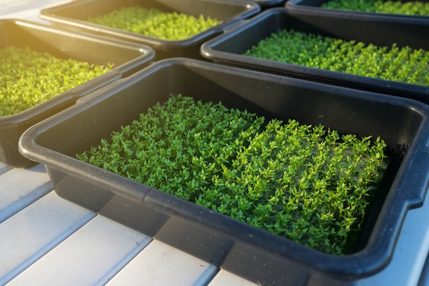 Organic vegetables.  Hydroponic planting