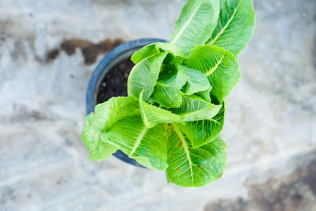 写真 有機野菜、サラダ、緑の葉野菜。