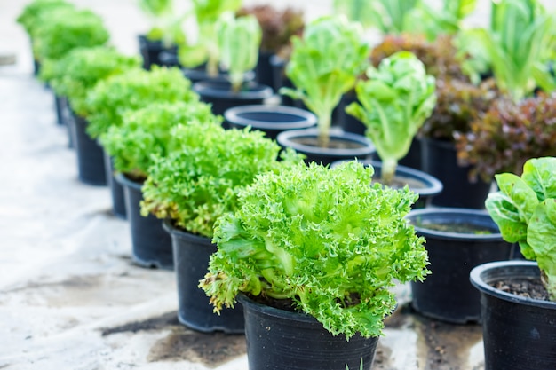 Foto verdure biologiche, insalate e verdure a foglia verde.