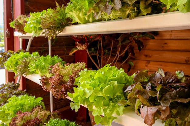 Organic vegetables on shelf market