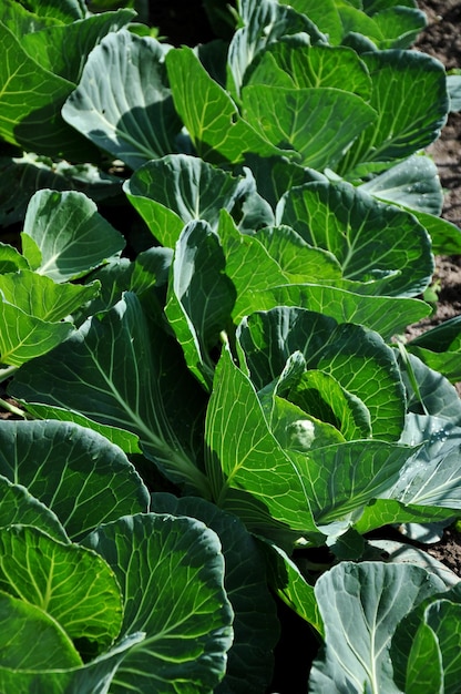 Organic white cabbage in the garden