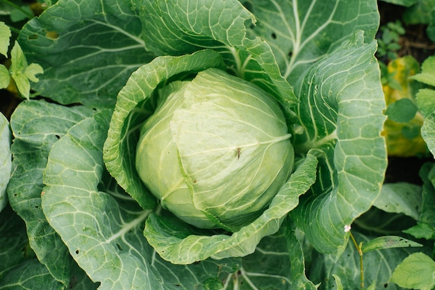 Organic white cabbage grows in the garden without fertilizers